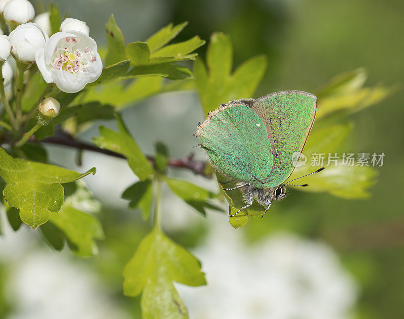 绿纹蝶(Callophrys Rubi)